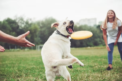 dog behaviour training courses