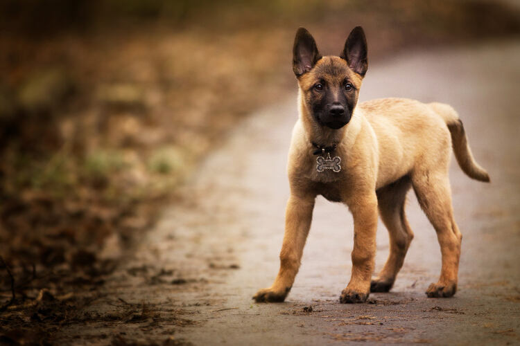 Belgian Malinois Cost: Unveiling the True Expenses of Owning this Exceptional Breed